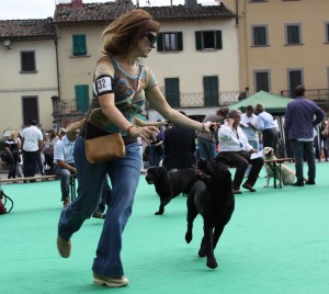 Enigma di casa Biagini è stata presentata nelle Esposizioni sia di levello Nazionale che Intarnazionale