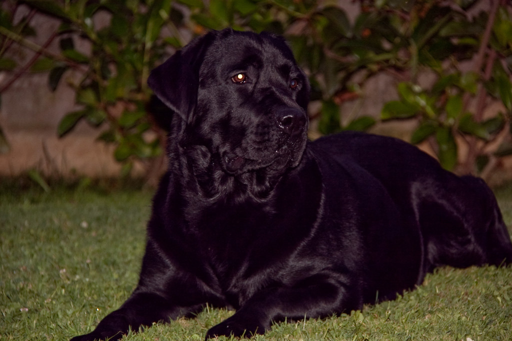 Cuccioli labrador con pedigree